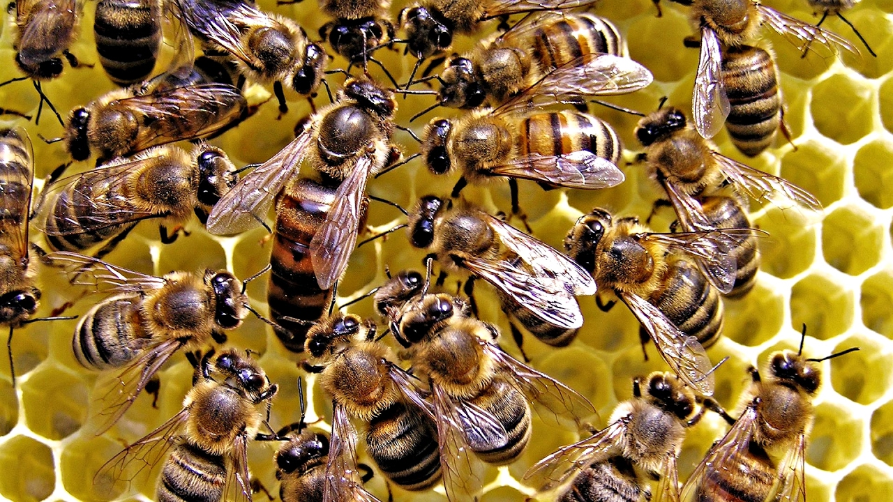 6 Curiosità sull’ape regina