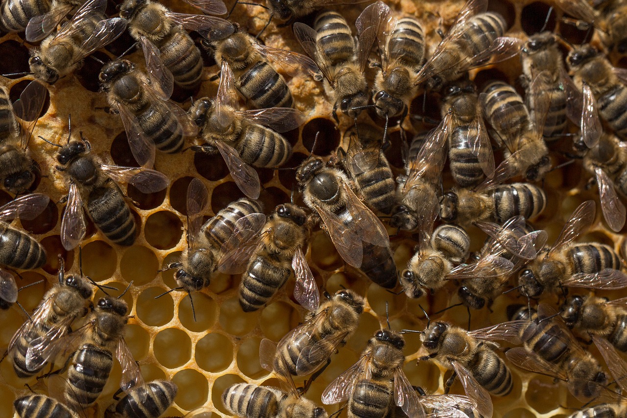 La vita delle api